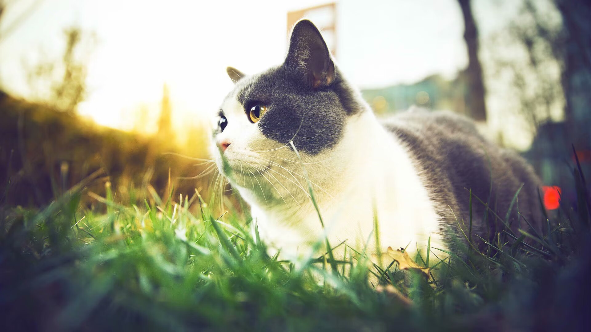 开云体育中国-波尔之光，冷门闪耀，奥地利队如何轻取葡萄牙队