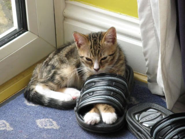 开云体育官网-杀死比赛的，是奥亚尔萨瓦尔的这记无情绝杀