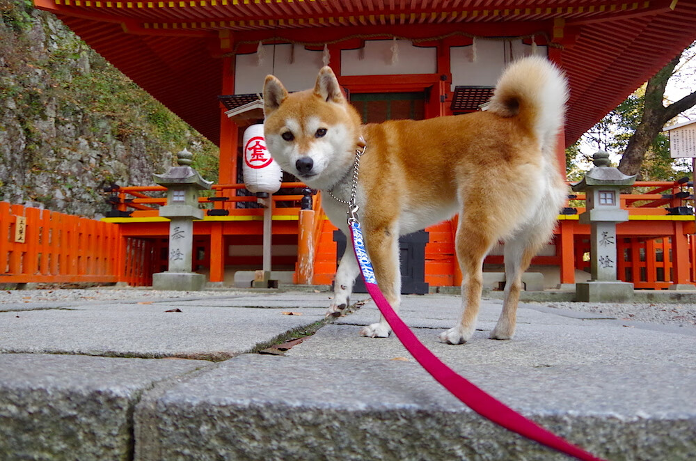 足球外交，奥利维耶超越比赛的一球，让AC米兰粉碎了怎样的伊朗？