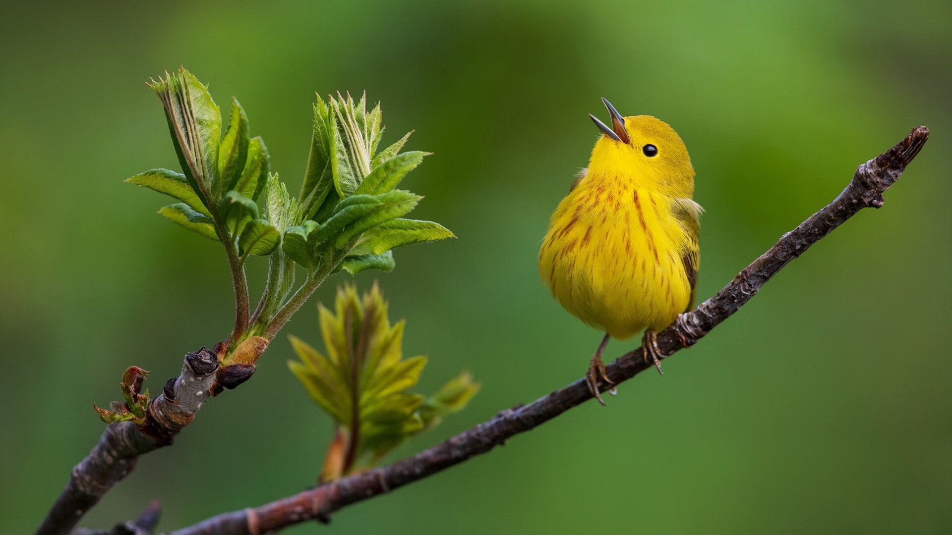 征服末节的交响，布克如何将连续得分演绎为对快船的战术压制与自我宣言