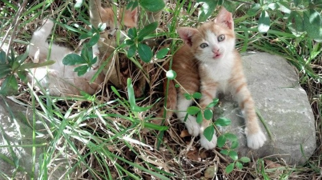 铭刻时刻，恩比德天神下凡，公牛以碾压之姿让山西俯首