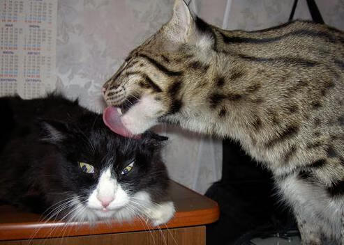 开云体育中国-足球的数学，当格列兹曼用连续得分证明精算之美