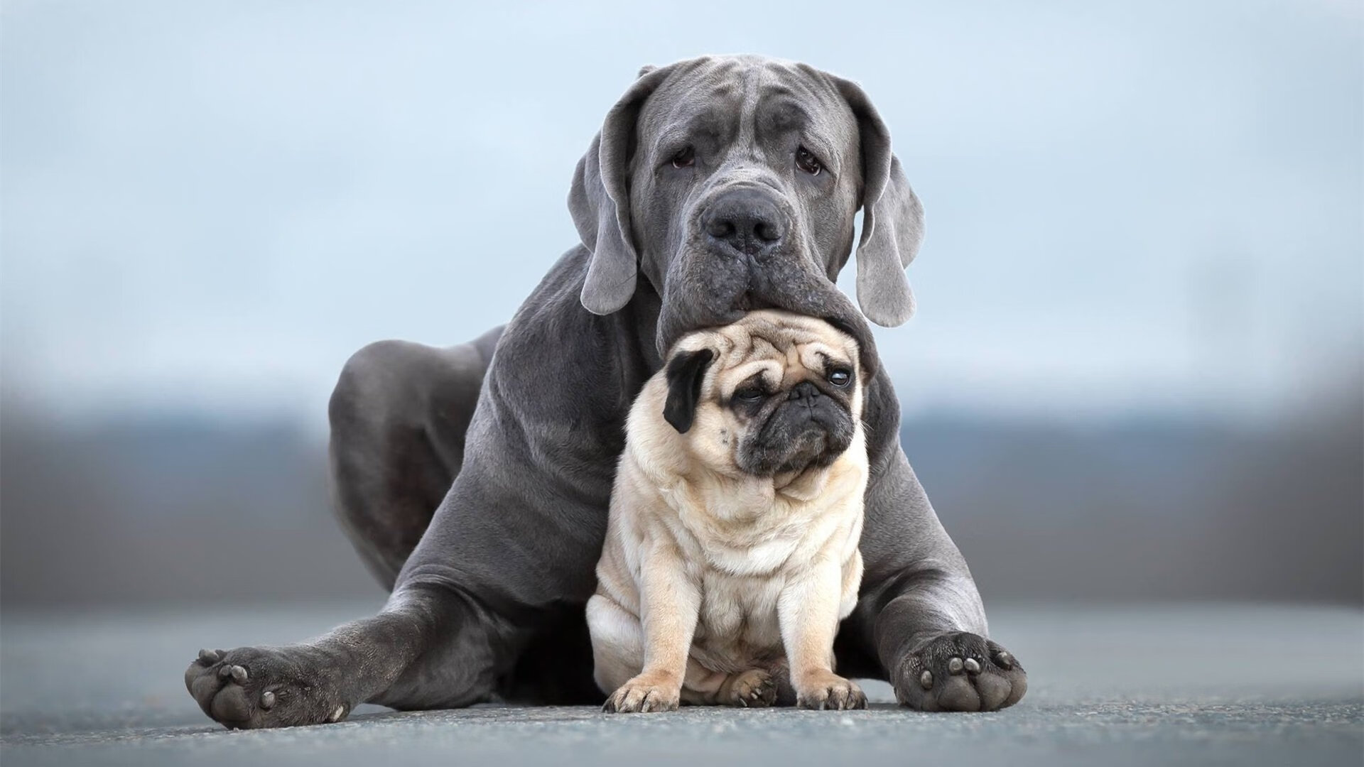 开云体育-读秒绝平！美加墨世界杯惊魂夜，东契奇以一人之力撕碎铁桶阵