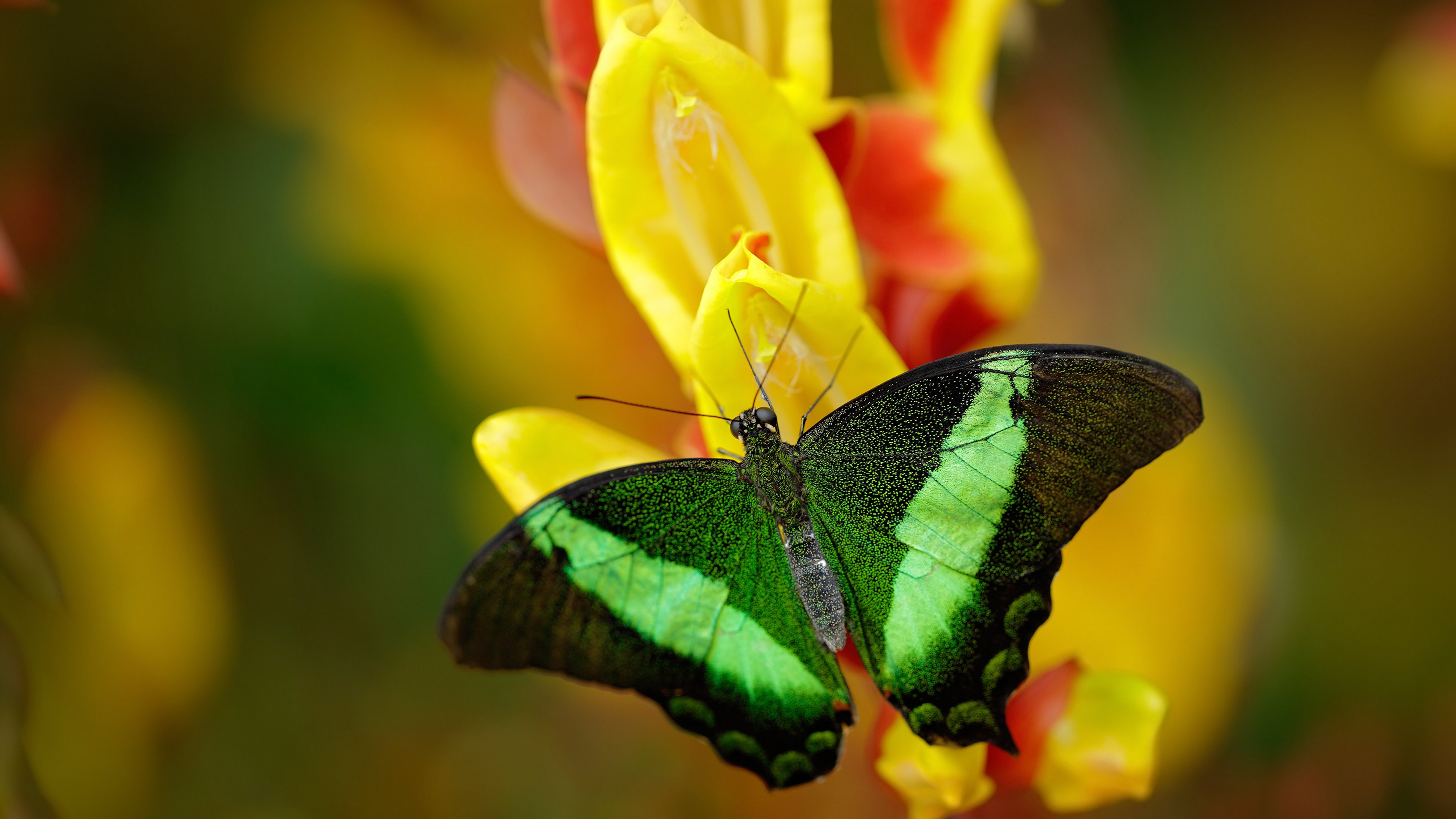 新西兰足球革命,布雷默完成生涯里程碑,韩国友谊赛引爆历史性突破