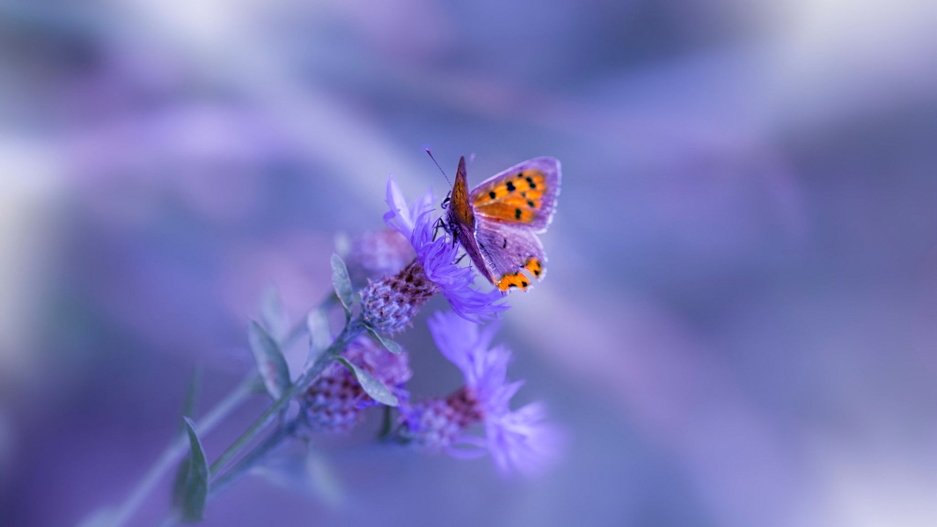 冰与火的对决,当京多安在午夜阳光下带领冰岛