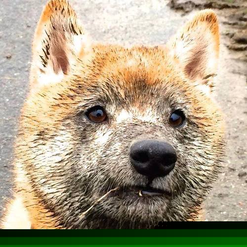 开云体育入口-当独角兽振翅，文班亚马的统治力，是否已超越胜负本身？