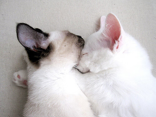 开云体育入口-数据革命与蝴蝶效应，保罗引爆凤凰城，雄鹿提前宣战湖人？