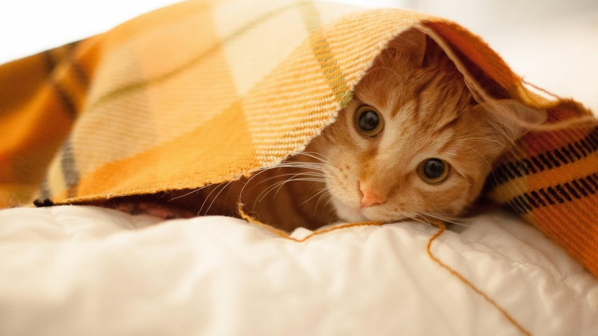 年度焦点之战，阿森纳闪电速胜南非，改写足球史话