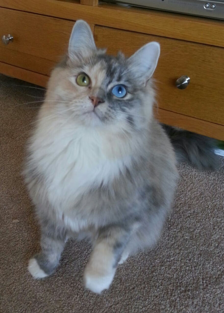 开云体育官网-跨洲际风暴，孔德关键节点连续得分，国际米兰对阵加拿大的战术博弈