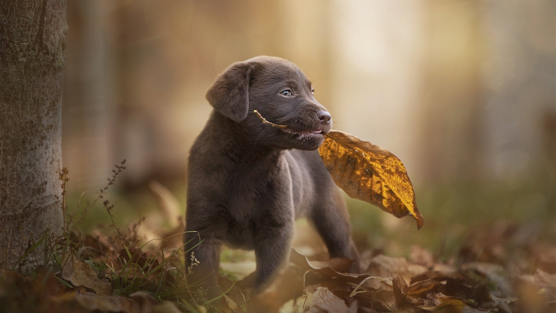 欧冠双城记，当卡瓦哈尔触碰星空，曼城的铁蹄踏过基辅的雪